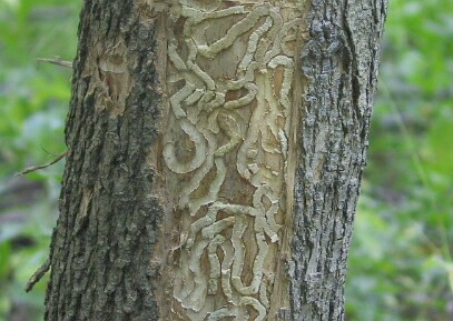 emerald ash borer emerald ash borer