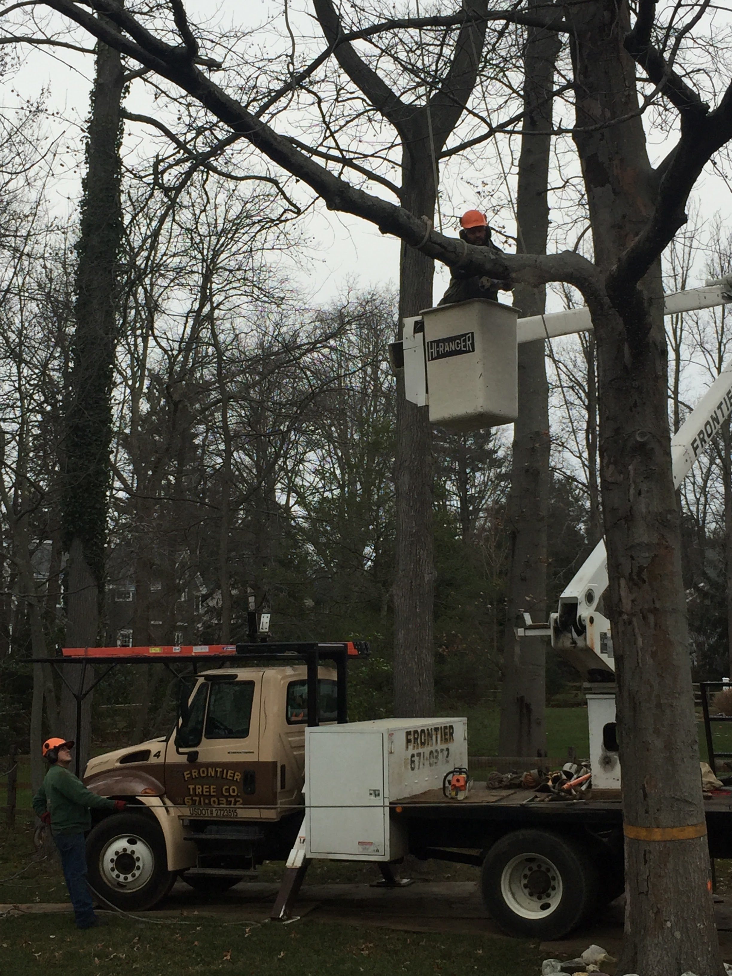 tree pruning monmouth county nj