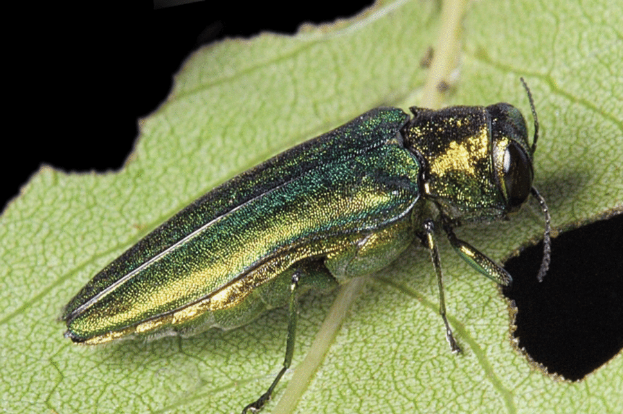 Emerald Ash Borer Found in Monmouth County, NJ - Frontier Tree & Turf