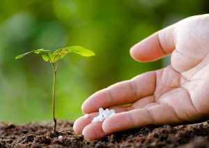 Tree Fertilization Deal