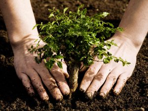 Tree Fertilization Keyport