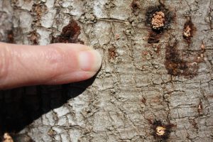 Tree Insect Disease Allenhurst