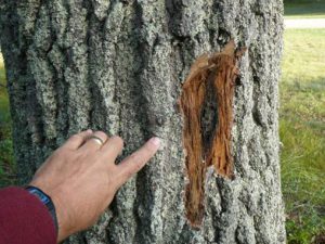 Tree Insect Disease Avon-by-the-Sea