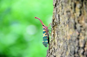 Tree Insect Disease Deal