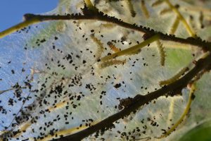 Tree Insect Disease Eatontown