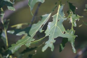 Tree Insect Disease Hazlet Township