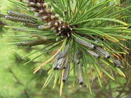 Tree Insect Disease Middletown Township