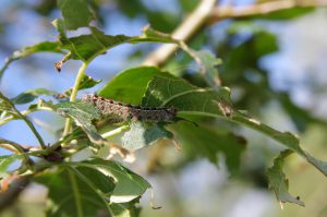 Tree Insect Disease Monmouth Beach