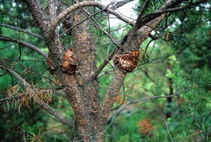 Tree Insect Disease Monmouth County