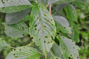 Tree Insect Disease Neptune City