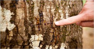 Tree Insect Disease Neptune Township