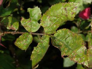 Tree Insect Disease Roosevelt