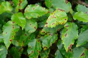 Tree Insect Disease Spring Lake Heights