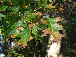 Tree Insect Disease West Long Branch