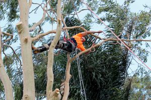 Tree Pruning Allenhurst