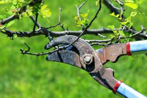 Tree Pruning Avon-by-the-Sea