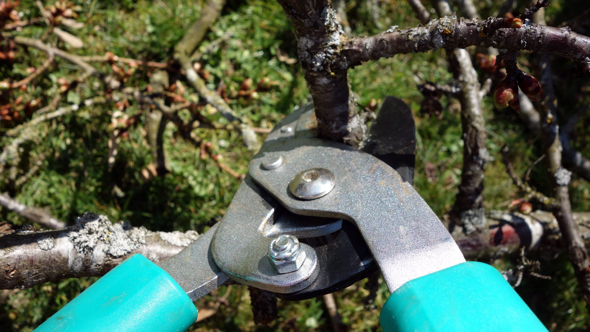 Tree Pruning Eatontown [Tree Trimming Service] 07724 Frontier Tree