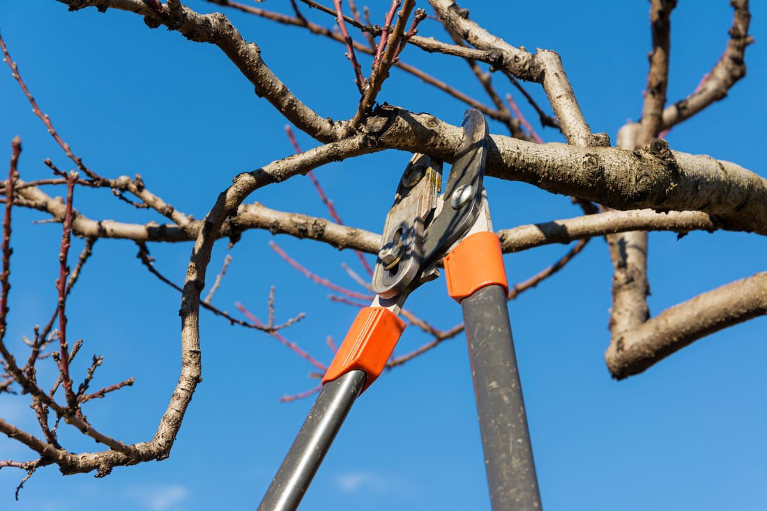 Tree Pruning Freehold Borough [Tree Trimming Service] 07728 Frontier Tree