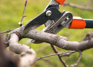 Tree Pruning Freehold Township