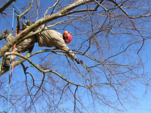 Tree Pruning Howell Township