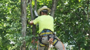 Tree Pruning Wall Township