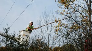Tree Pruning West Long Branch