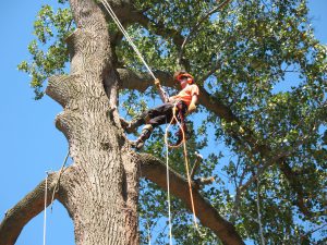 Tree Removal Allenhurst