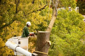Tree Removal Allentown