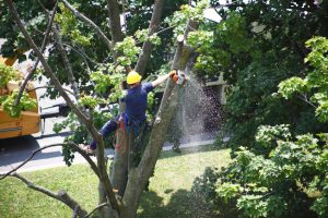 Tree Removal Atlantic Highlands