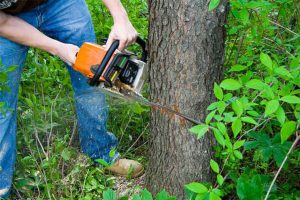 Tree Removal Colts Neck Township
