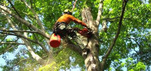 Tree Removal Highlands