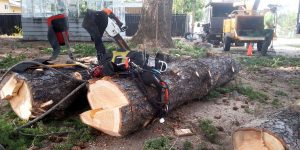 Tree Removal Manalapan Township