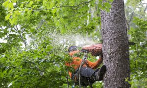 Tree Removal Middletown Township