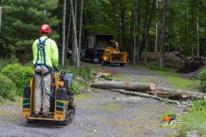 Tree Removal Millstone Township