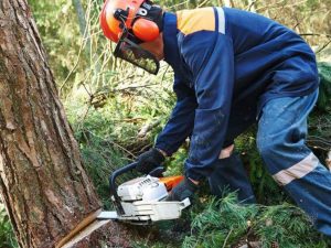 Tree Removal Monmouth County