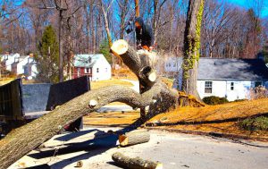 Tree Removal Ocean Township