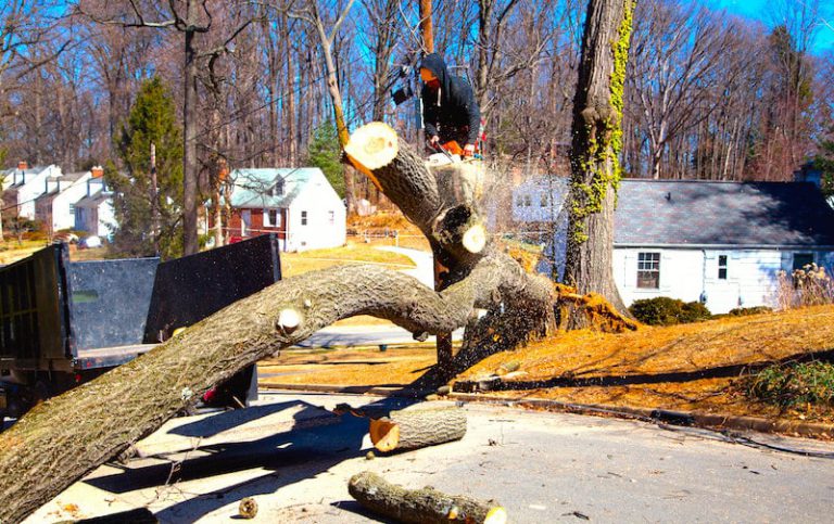 edison township tree removal