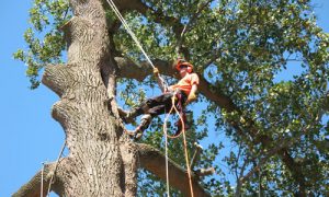 Tree Removal Rumson