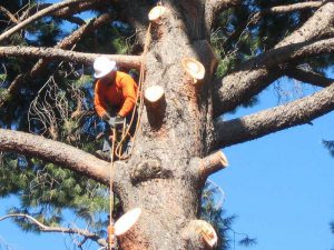 Tree Removal Shrewsbury Township