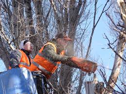 Tree Removal Spring Lake Heights