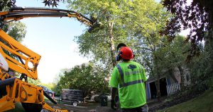 Tree Removal Wall Township