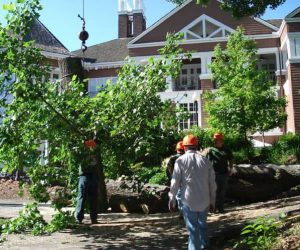 Tree Removal West Long Branch
