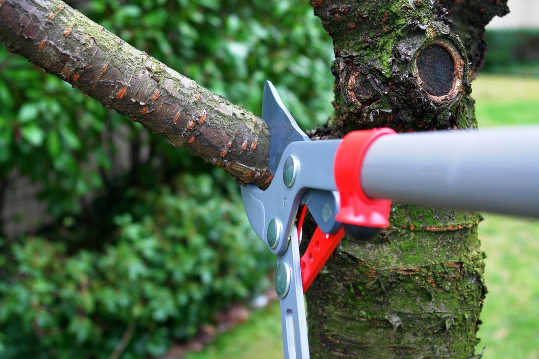 Tree Services Aberdeen Township