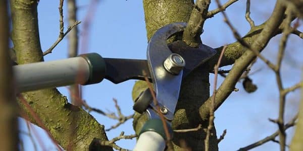 Tree Services Allenhurst