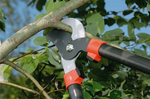 Tree Services Asbury Park