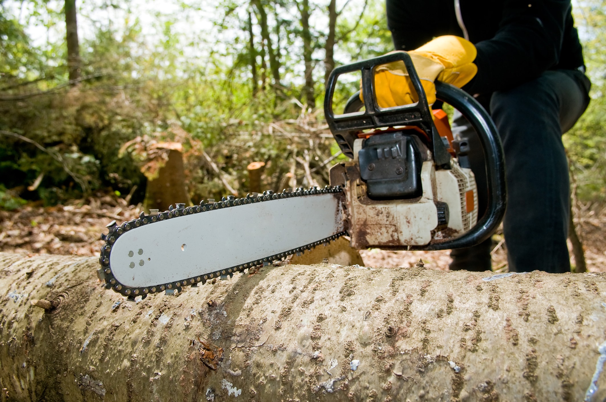 Tree Services Atlantic Highlands