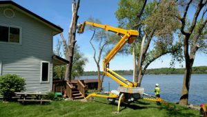 Tree Services Avon-by-the-Sea