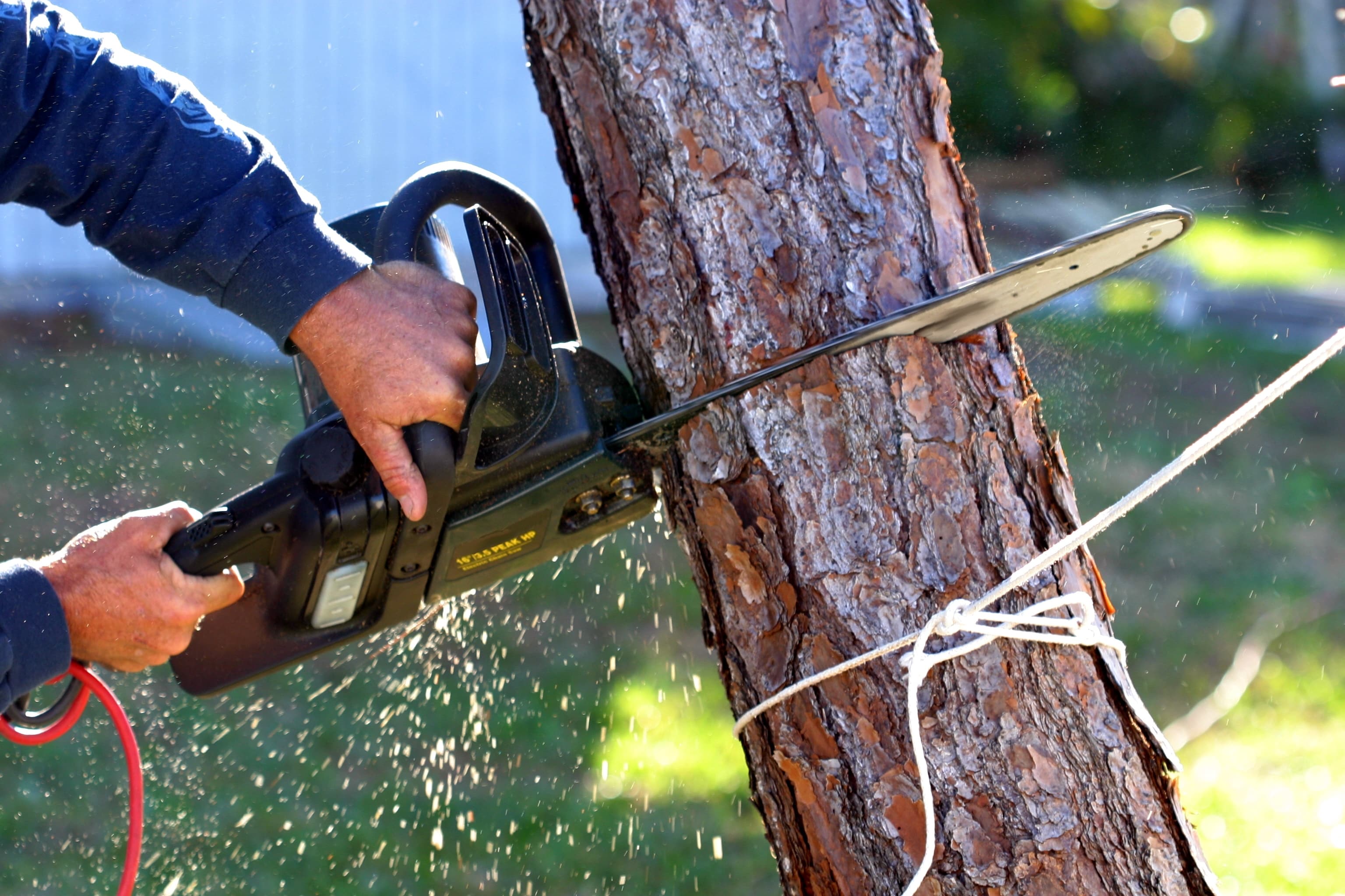 Tree Services Belmar