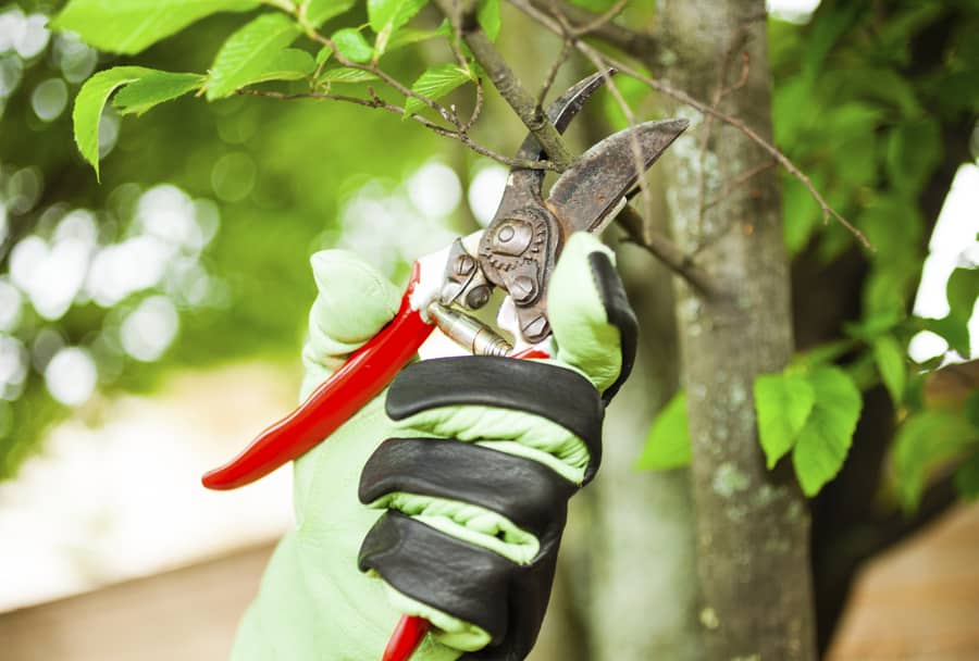 Tree Services Bradley Beach