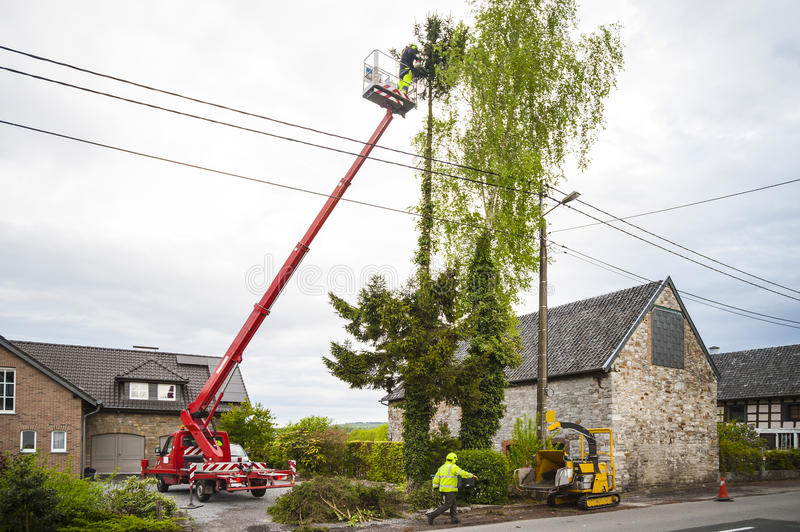 Tree Services Brielle